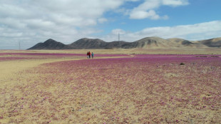 Chili: des pluies inhabituelles font fleurir le d&eacute;sert aride d'Atacama