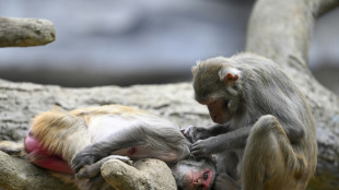 Un estudio ahonda en el origen de los comportamientos homosexuales de los primates