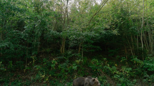 Ruman&iacute;a debate qu&eacute; hacer con su creciente poblaci&oacute;n de osos