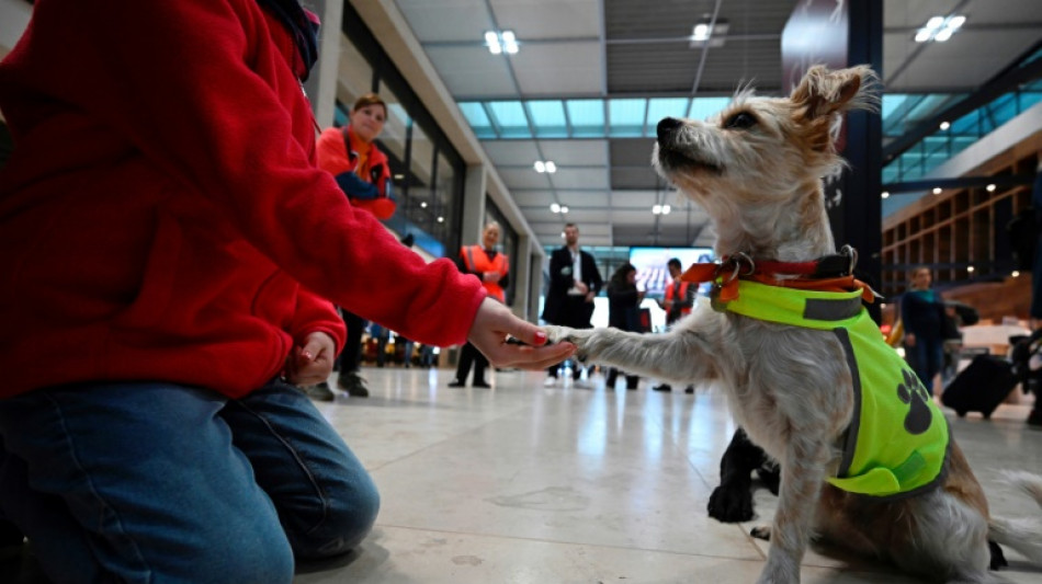 Una "patrulla canina" calma a los viajeros en el aeropuerto de Berl&iacute;n