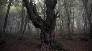 Foreste patrimonio Unesco in fiamme, Iran chiede aiuto estero