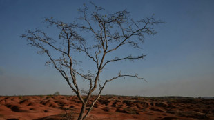 Agricultores resistem &agrave; desertifica&ccedil;&atilde;o de suas terras em Gilbu&eacute;s, Piau&iacute; 