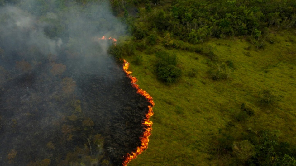 Aunque hubo progresos en Brasil, la deforestaci&oacute;n mundial se mantiene "obstinadamente" alta